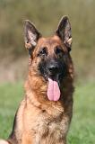 BERGER ALLEMAND 1322